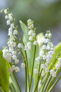 Close-up of white flowering plant