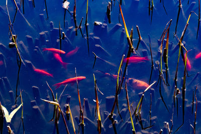 High angle view of koi carp fish swimming in pond