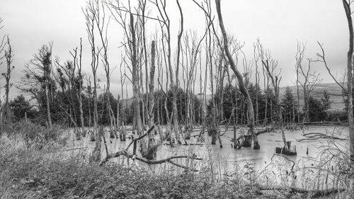 Reflection of bare trees in lake