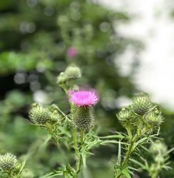 Close-up of purple flowering plant