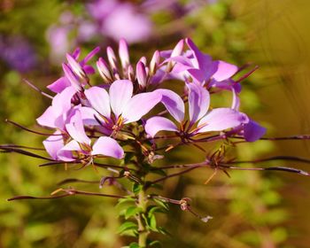 Close-up of pink flowering plant