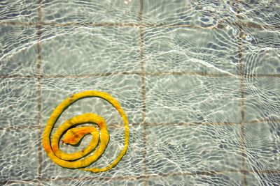 High angle view of toy snake in swimming pool