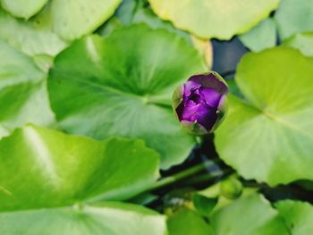 Close-up of purple flower