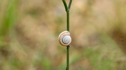 Close-up of snail on plant