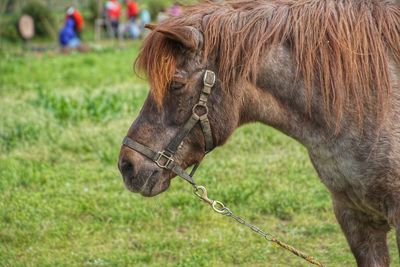 Brown horse on grassy field