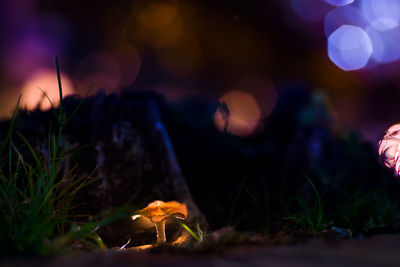 Mushroom growing on field at night
