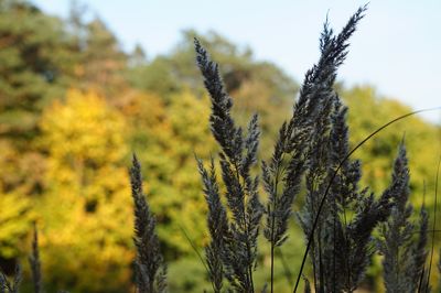 Close-up of stalks in field against sky