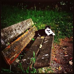 Cat on grass