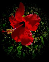 Close-up of red hibiscus flower