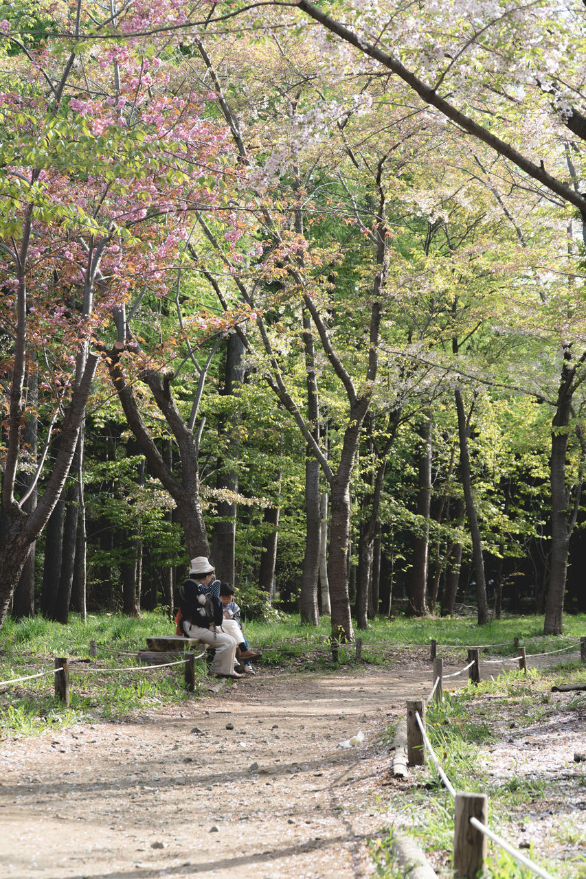 TREES GROWING IN FOREST