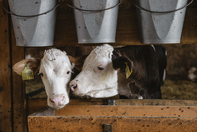 Portrait of cow in shed