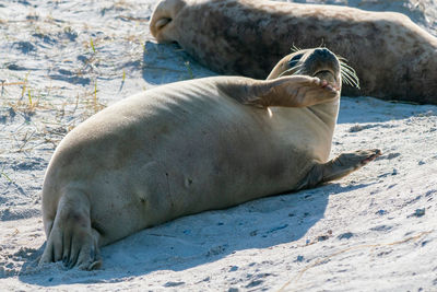 Close-up of seal