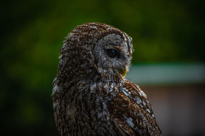 Close-up of owl