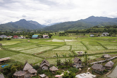 The unique rice fields of nan province, thailand