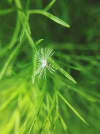 Close-up of dandelion on grass