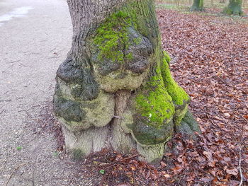 High angle view of lizard on tree trunk