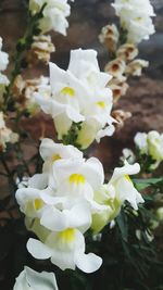 Close-up of white flowers