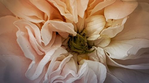 Full frame shot of rose bouquet