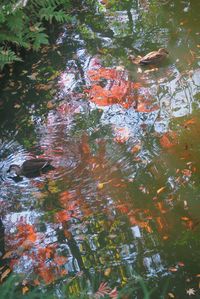 Close-up of jellyfish swimming in water against trees