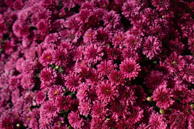 Autum mums, chrysanthemums closeup in sunny day.