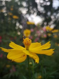 Close-up of yellow flowering plant