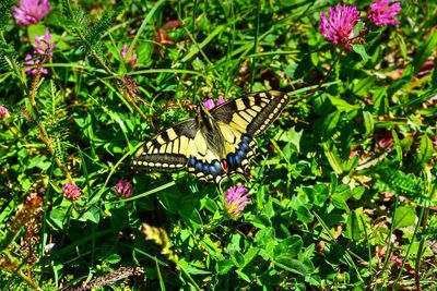 High angle view of butterfly perching on flower