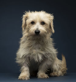 Close-up portrait of dog