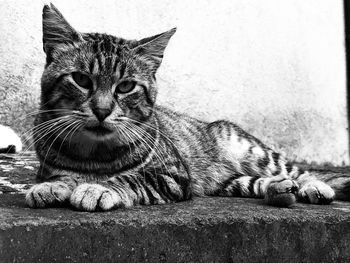 Close-up portrait of a cat resting