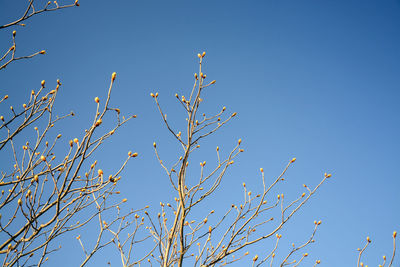 Low angle view of plants against clear blue sky