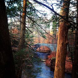 Trees in pond