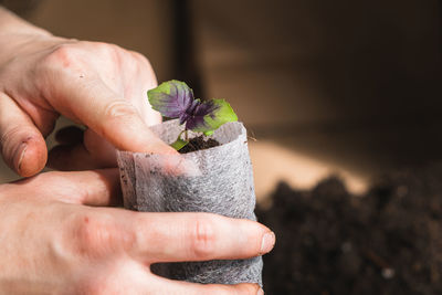 Close-up of hand holding purple flower