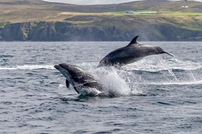 Dolphins swimming in sea