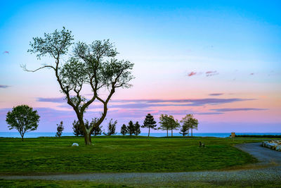 Trees on landscape against sky at sunset