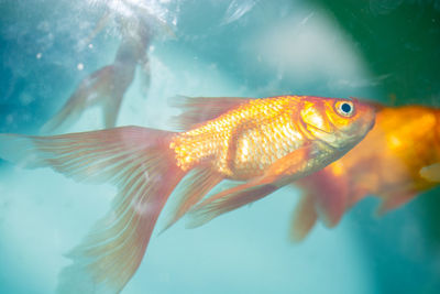 Close-up of fish swimming in sea