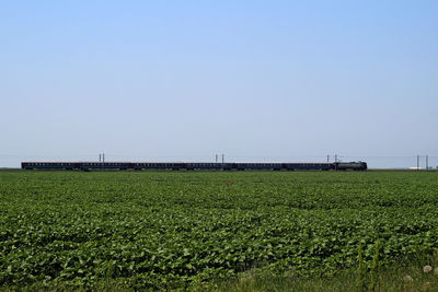 Scenic view of agricultural field against clear sky