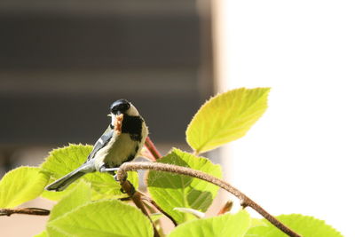 Close-up of bird perching on leaf