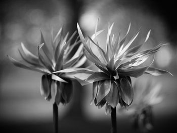 Close-up of flowers against blurred background