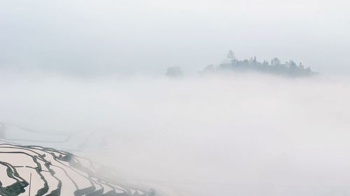 Trees against sky in foggy weather