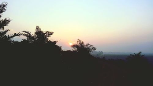 Silhouette of trees at sunset