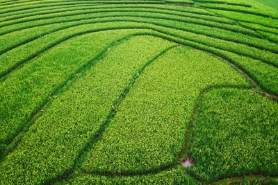 Aerial panorama of agrarian rice fields landscape 