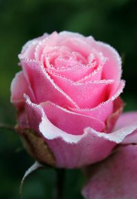 Close-up of fresh pink rose blooming outdoors