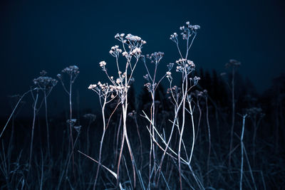 Dried grass in late autumn evening with artificial light. abstract autumn scenery.