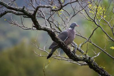 Low angle view of bird perching on tree