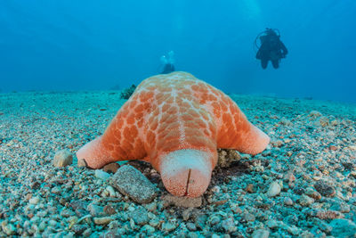 Fish swimming in sea