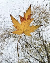 Close-up of maple leaves