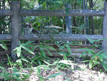 View of lizard on wooden fence