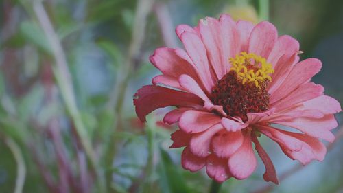 Close-up of pink flowering plant