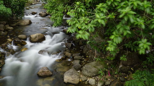 Stream flowing through rocks in forest