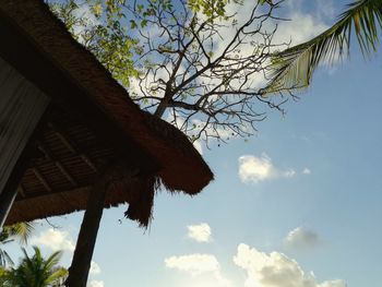 Low angle view of tree against sky