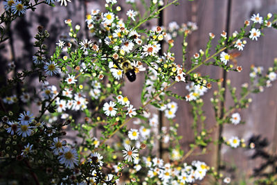 Close-up of flowers growing on tree